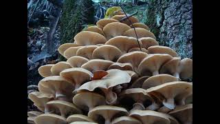 CESPI DI FUNGHI CHIODINI #CHIODINI #NELBOSCO #nature