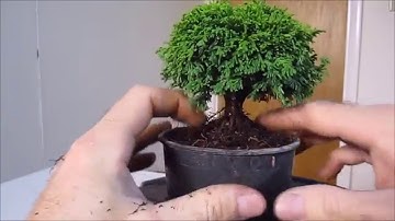 How To Make a Bonsai Tree From a Nursery Stock Tsukumo
