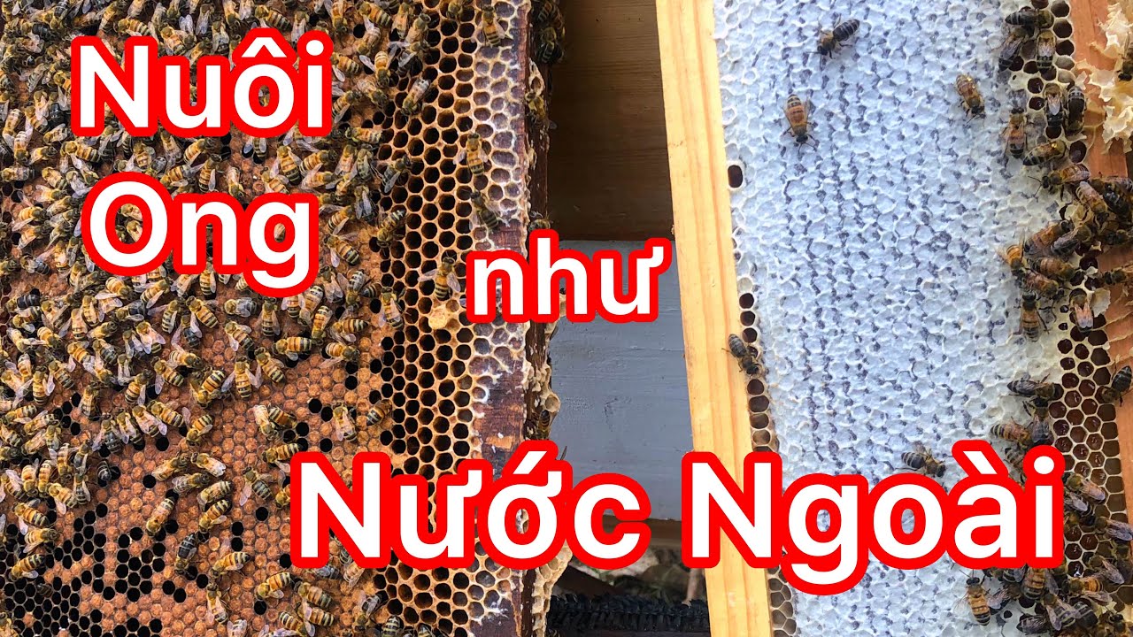 #sosanh# Nuôi ong kiểu Việt Nam và NƯỚC NGOÀI - Nuôi ong Tại Nhà - Ong Xanh Beekeeping