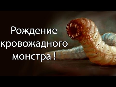 Видео: Рождение кровожадного монстра ! ( Insatia )