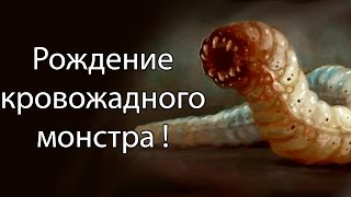 Рождение кровожадного монстра ! ( Insatia )