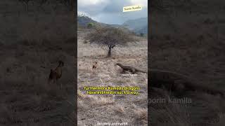 Why are Komodo dragons only found in Indonesia?
