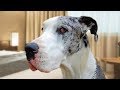 Funny Great Dane Compilation NEW の動画、YouTube動画。