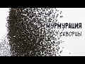 Мурмурация. Скворцы //Murmuration. Starlings