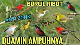 Download Lagu Baru!! Ampuh untuk pikat burung kecil❗ Suara pikat burcil anti zonk 2025 MP3 Download Lagu Baru!! Ampuh untuk pikat burung kecil❗ Suara pikat burcil anti zonk 2025 MP3