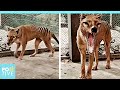 The last video of the famous and extinct Tasmanian tiger