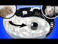 Yin Yang Maze for Cute Hamsters – Who Can Reach the Goal?
