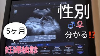 妊娠中期 妊娠5ヶ月 性別判明 編 What Is The Gender Of The 5th Month Pregnant Baby Youtube