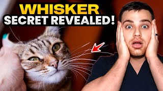 Vet Explains The Science of Cat Whiskers