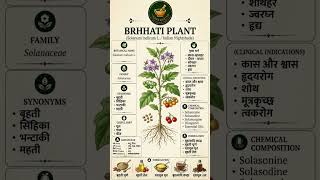 #bams #dravyguna #brahati#knowledge #natural #health #plant