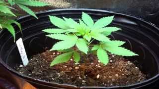 GreenMoney369 Dirty J 8/10/13