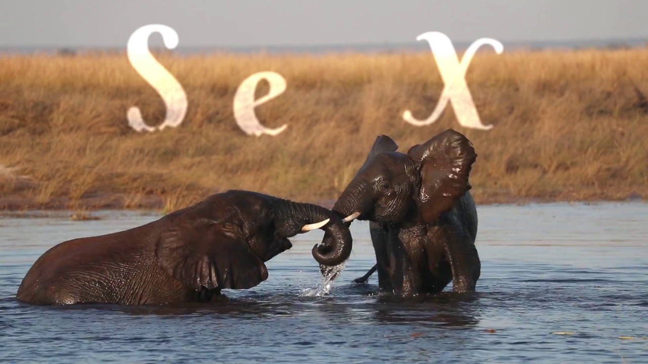 Sex From Molecules To Elephants Youtube