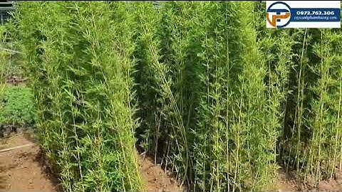 Cây trúc quân tử | Bán cây trúc quân tử Cây Cảnh Phạm Thương