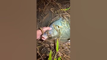 Cá Lớn - cá Chép Khủng ẩn nấp khá kĩ 😱 #khacthuyvlogg