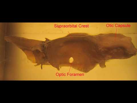 Video: Odkud se vzalo chondrocranium?
