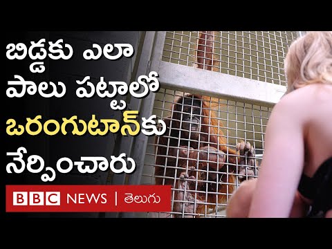 Breastfeed: కొత్తగా తల్లి అయిన ఒరంగుటాన్‌కు ఎలా పాలుపట్టాలో నేర్పించిన లేడీ జూ కీపర్ | BBC Telugu