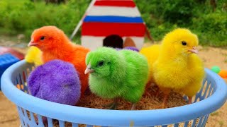 Catching chickens,cute chickens,beautiful chicken,colorful chickens,rainbow chickens,animals cute 13