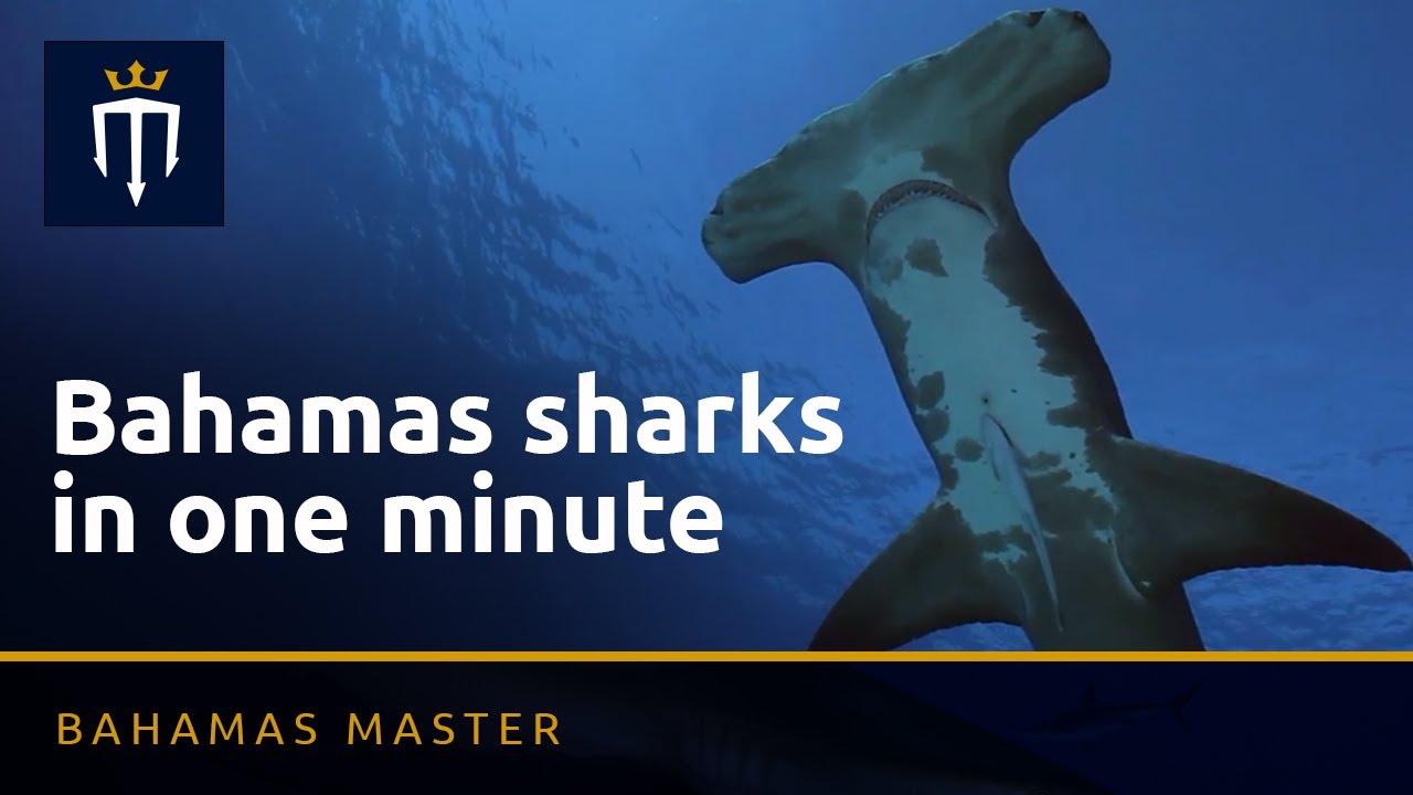 Shark diving with Master Liveaboards - A One Minute Wonder