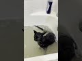 This messy kitten loves playing in the bath #Cats #BlackCat #CuteCat