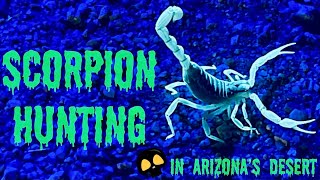 Scorpion Hunting in the Desert at Night!