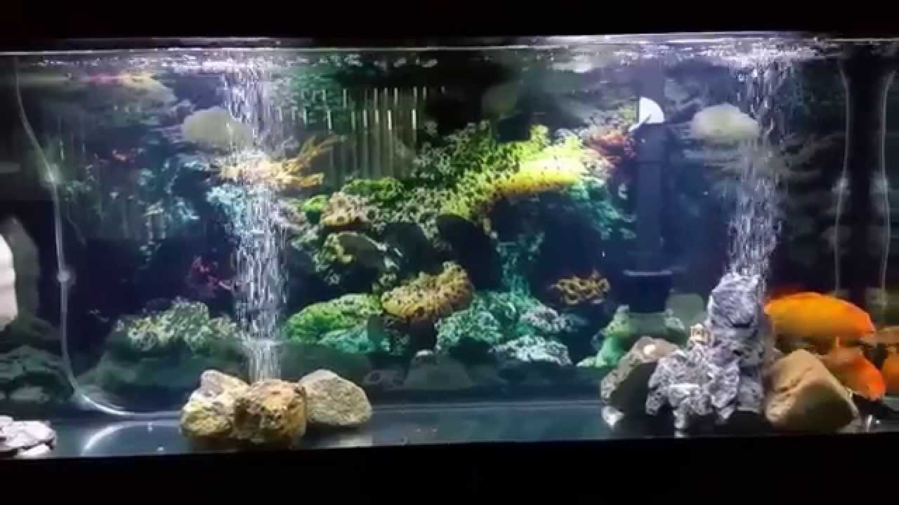 crystal clear aquarium water youtube