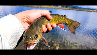 Arkansas River and Crystal Lake Colorado Epic Fly Fishing just using one fly