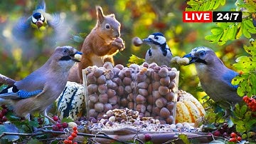 🔴24/7 LIVE CAT TV NO ADS😺  Busy Squirrels and their Nut-Mania 🌰 The Greatest NUT HEIST is on again
