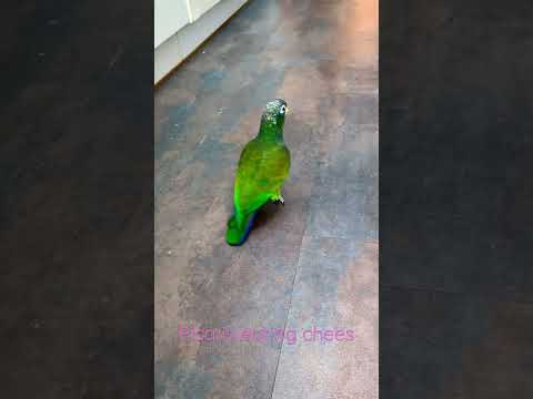 Parrot Pionus Maximiliani eating chees