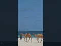 Diani Beach ⛱️🇰🇪#SereneBeach #CamelByTheSea #OceanCalm #BeachTherapy #NatureVibes #CoastalSerenity