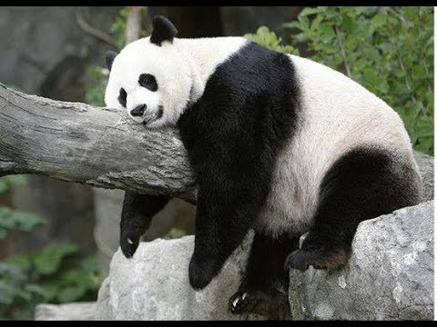 Lindaa  Pandas, Imagens de dinheiro, Foto e video