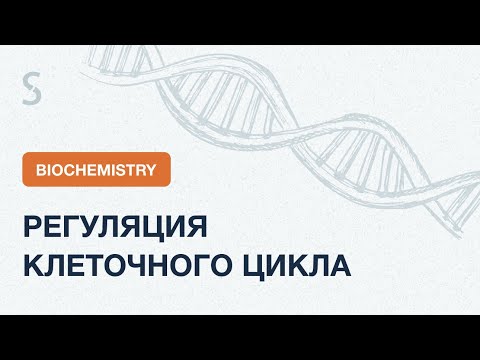 USMLE Step 1 - Биохимия: Регуляция клеточного цикла