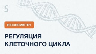 USMLE Step 1 - Биохимия: Регуляция клеточного цикла