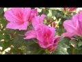 Plants for a Shaded Garden | At Home With P. Allen Smith