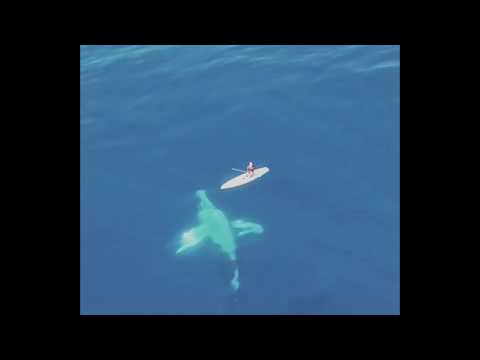 Encounter between a