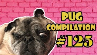 Pug Compilation 124 - Funny Dogs but only Pug Videos | MIX ( 102-87 ) |Instapugs by pugscompilation1 411 views 5 years ago 34 minutes