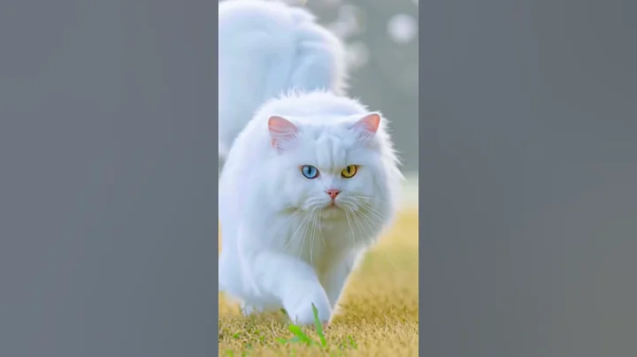 Watch the video about Rare eye colour ❤️ #music #love #song #viral #cat #cute #lifeisbutadream #persian #pets #funny ❤️❤️