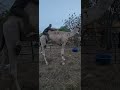 Nakonde zambia during quarantine our breeding bull dromedary camel 1500kg his name is bulldozer.