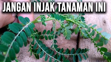 Sering Dinjak-Injak!! Inilah Manfaat Luar Biasa Daun Meniran Untuk Kesehatan Yang Jarang Diketahui