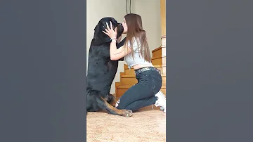 The Best Couple So Much Love Shorts Rottweiler Dogs 