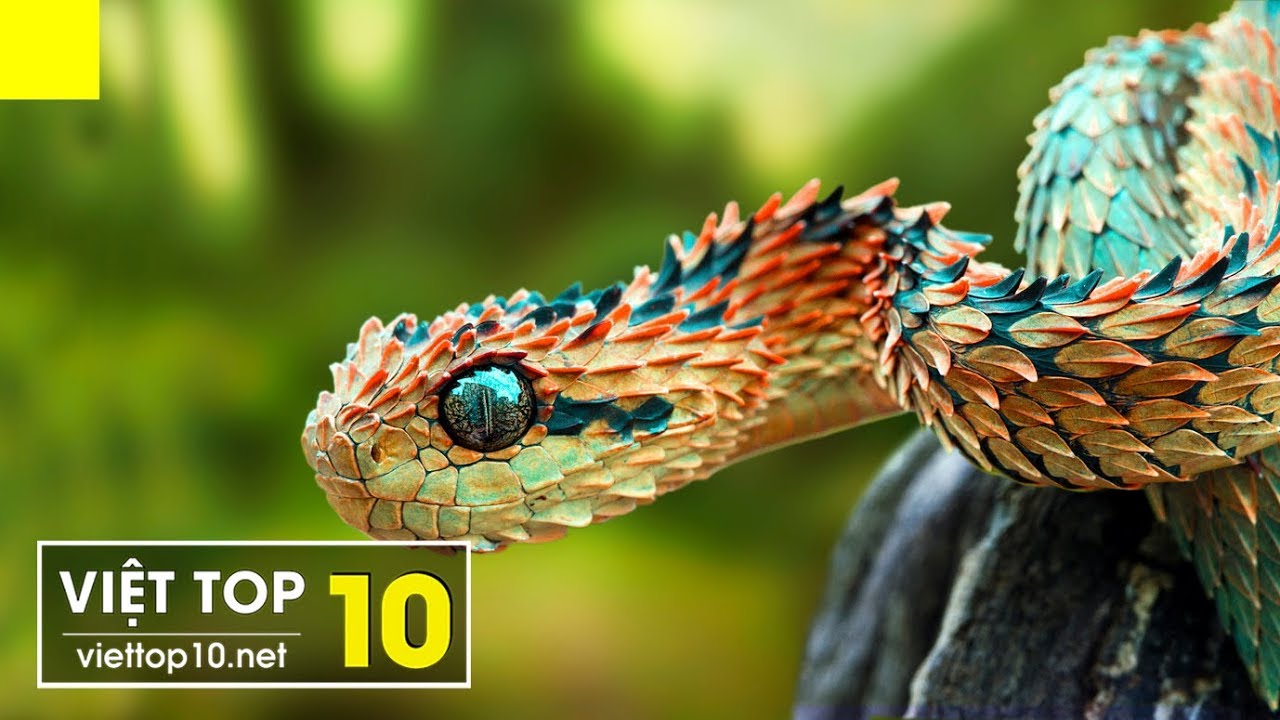 ransom 20 Weirdest Snakes Around the World