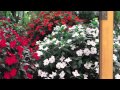 SunPatiens® Impatiens at Home