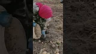 Inilah Skill Mengesankan Petani Saat Memungut Kentang