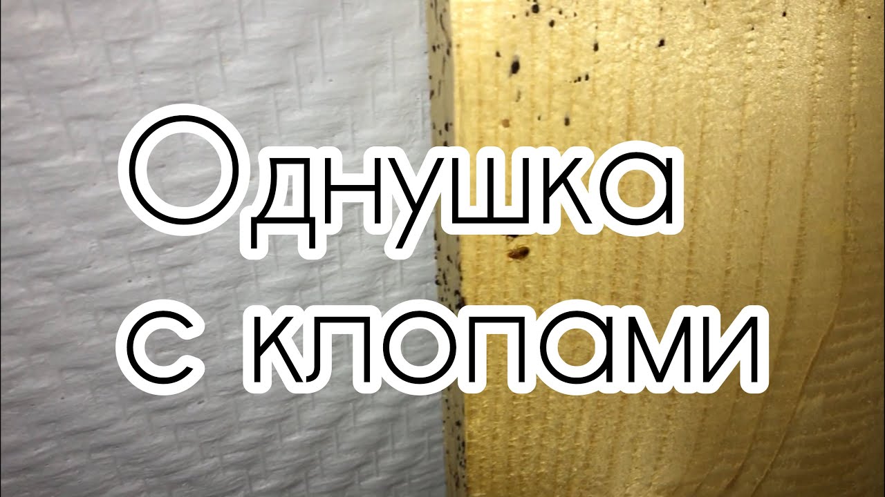 Клопы в однокомнатной квартире (Обработка от клопов в СПБ 2021 16 ...