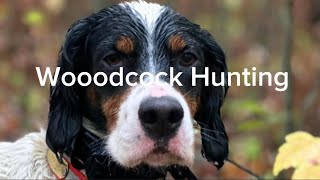 Woodcock Hunting