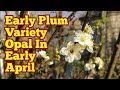 Early Plum Variety Opal In Early April / No Dig Organic Allotment Kitchen Garden And Fruit Orchard