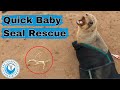 Quick Baby Seal Rescue