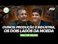 OVINOS: PRODUÇÃO E INDÚSTRIA, OS DOIS LADOS DA MOEDA. (Walter Celani) | MF Cast 03