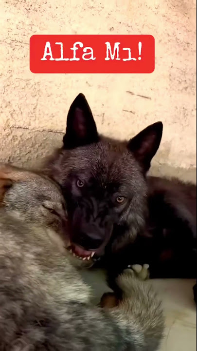 Alpha Dog and Alpha Wolf
