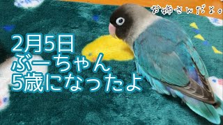 ５歳になった甘えん坊【ボタンインコのぶーちゃん】