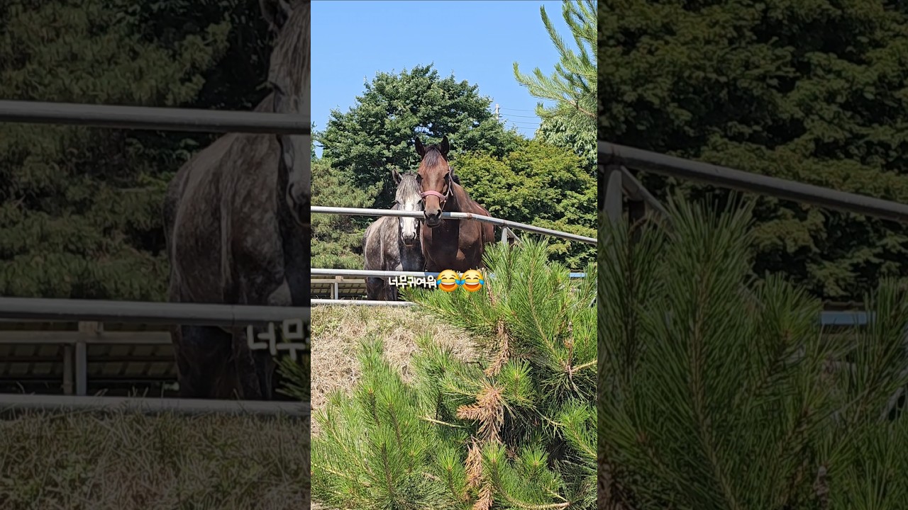 산책하는 우리를 구경하는 절친들🐴🐴